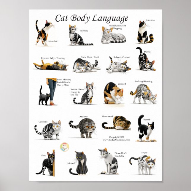 Poster Cat Body Language Chart (Devant)