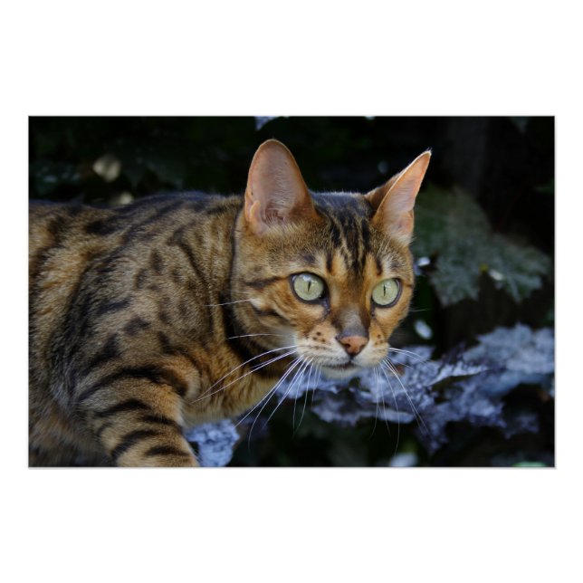 Poster Cat du Bengale (Devant)