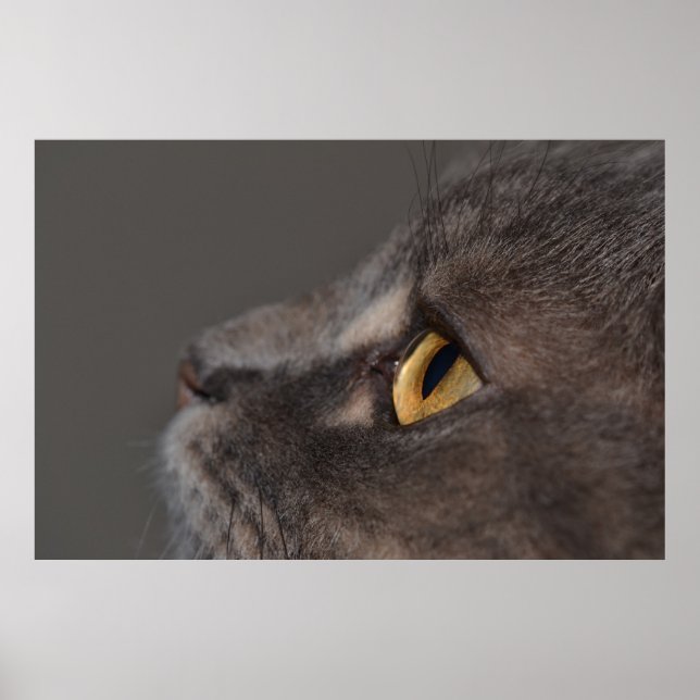 Poster Cat Eye-Macro par Shirley Taylor (Devant)