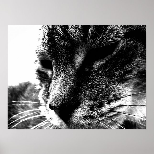 Poster Cat fantôme (Devant)