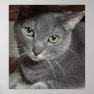 Poster Cat gris bleu russe