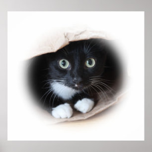 Poster Cat in a bag