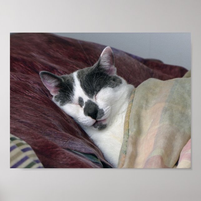 Poster Cat Napping (Devant)