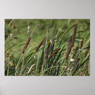 Poster Cat o'neuf queues