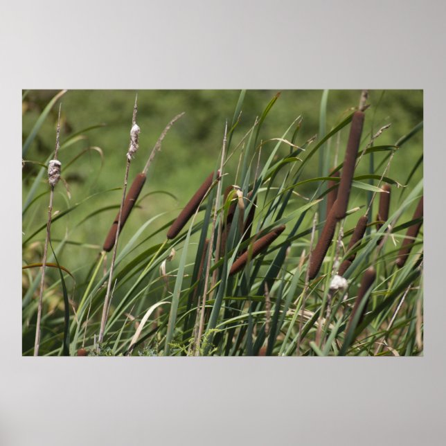 Poster Cat o'neuf queues (Devant)