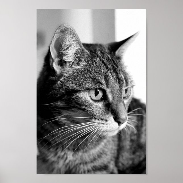 Poster Cat Portrait (Devant)