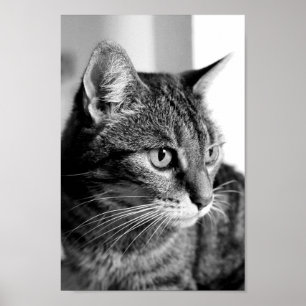 Poster Cat portrait - the thinker