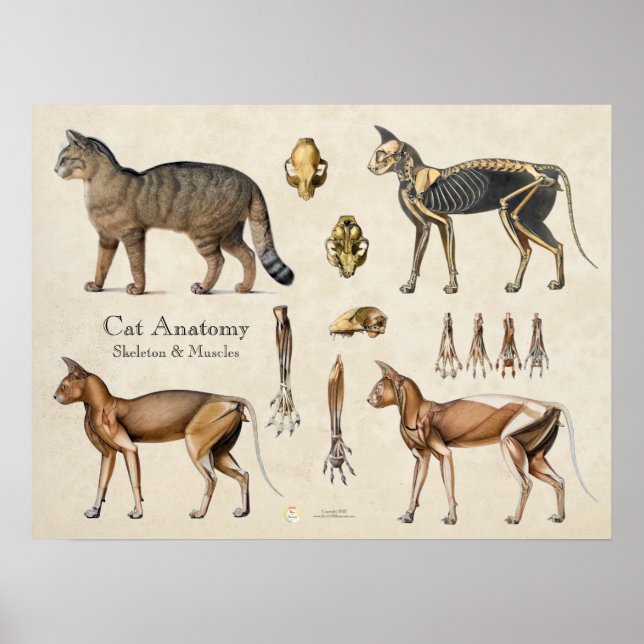 Poster Cat Skeletal Muscular Anatomy (Devant)