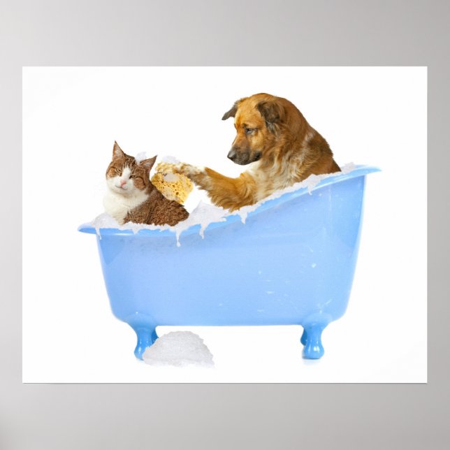 Poster Cat-Wash (Devant)