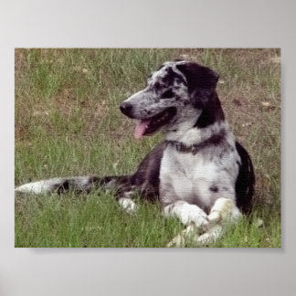 Poster Catahoula Leopard Dog