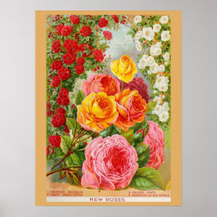 Poster Catalogue de semences de fleurs Roses vintages