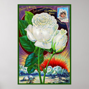 Poster Catalogue rose des années 1890 illustration Rose b