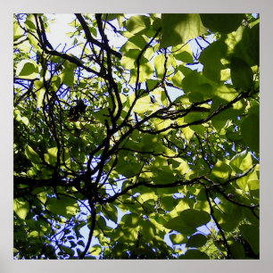 Poster Catalpa tropicale nature sauvage