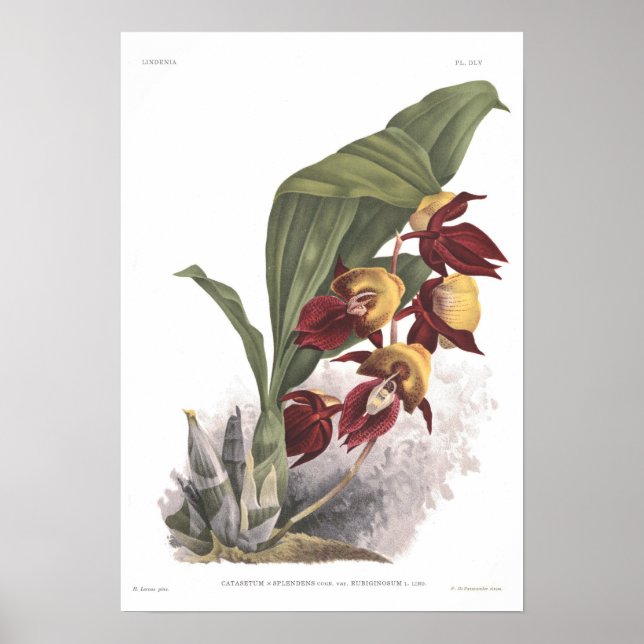 Poster Catasetum splendens (Devant)