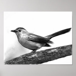 Poster Catbird