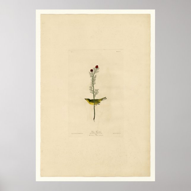 Poster Catcher de Selby (Devant)