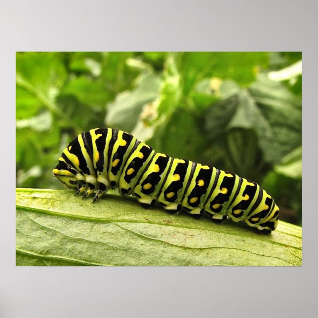 Poster Caterpillar noire (Devant)