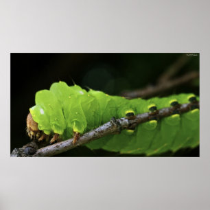 Poster Caterpillar verte