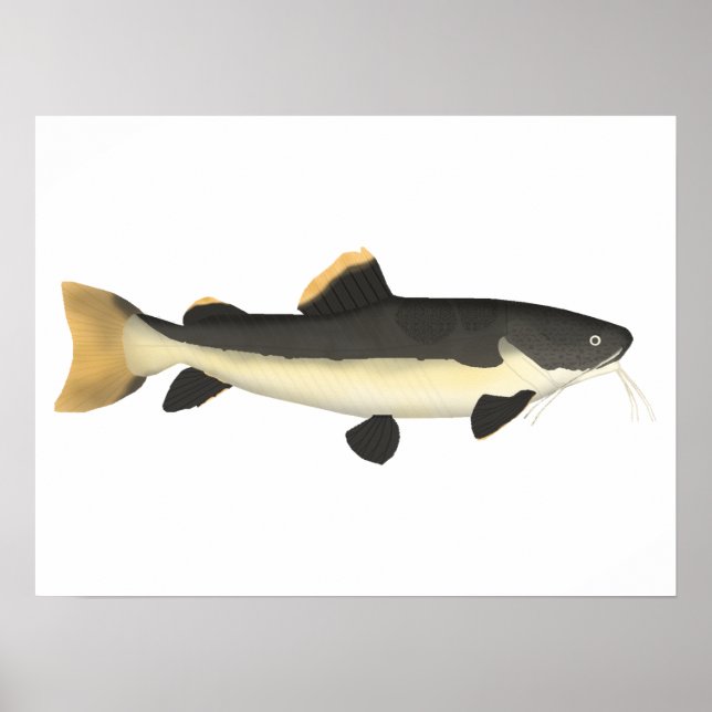 Poster Catfish (Devant)