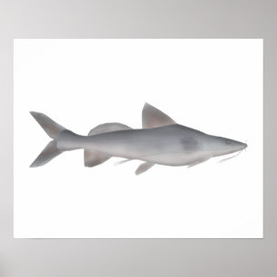 Poster Catfish à long whisky