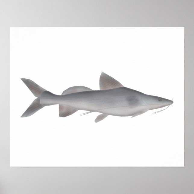 Poster Catfish à long whisky (Devant)