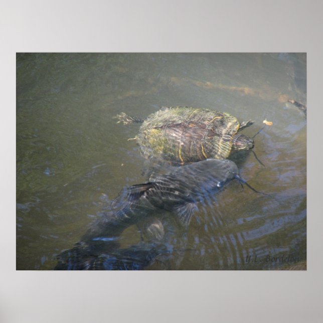 Poster Catfish and Turtle (Devant)