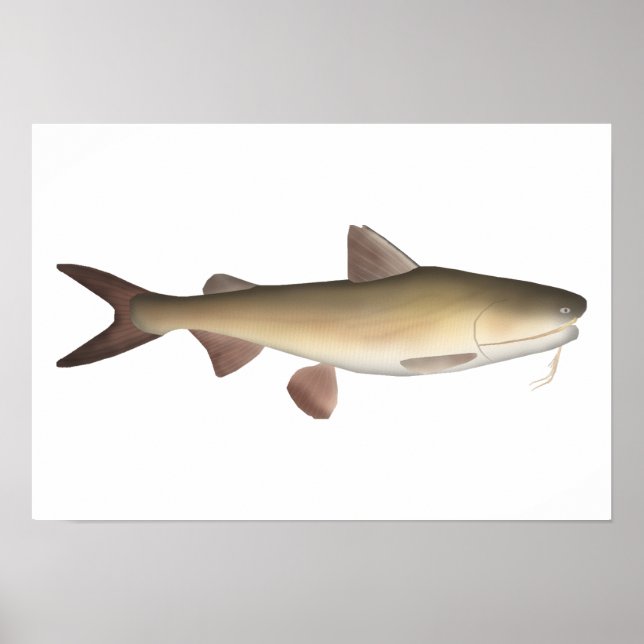 Poster Catfish guerrier (Devant)