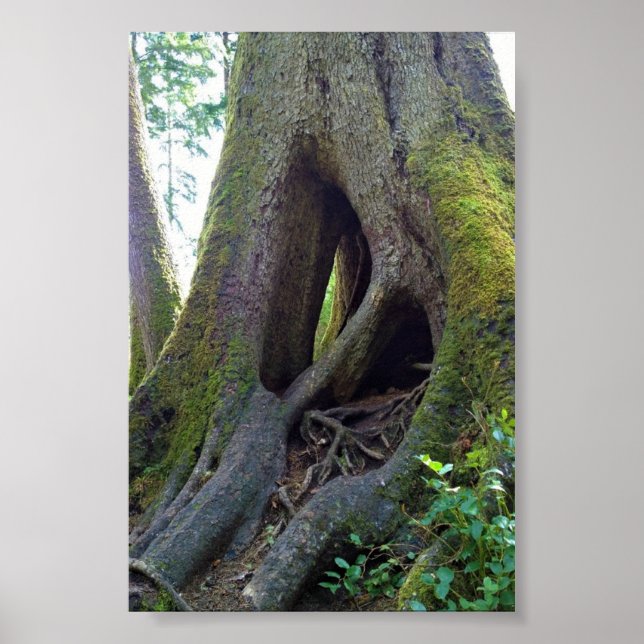 Poster Cathédrale Arbre, Astoria, Oregon (Devant)