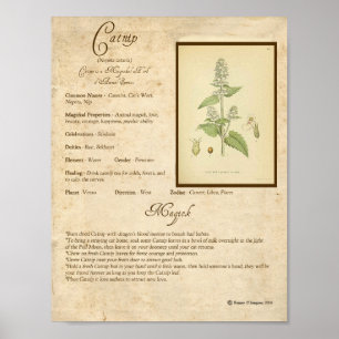 POSTER CATNIP MAGICK HERB