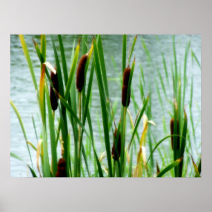 Poster Cattails