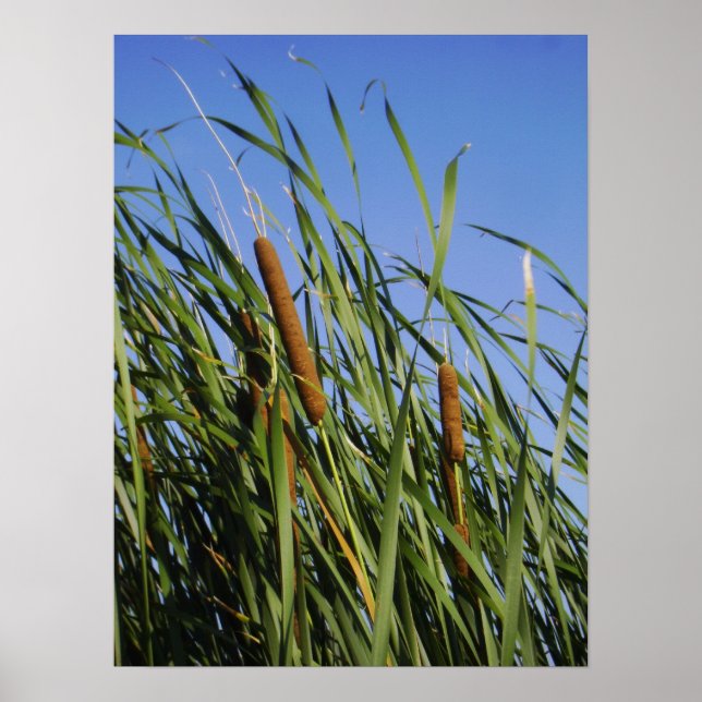 Poster Cattails (Devant)