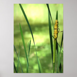 Poster Cattails à l'étang