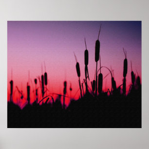 Poster Cattails au coucher du soleil