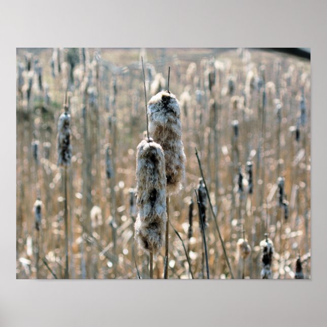 Poster Cattails Fluffés Dans La Nature Du Printemps (Devant)