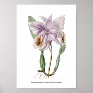 Poster Cattleya mossiae