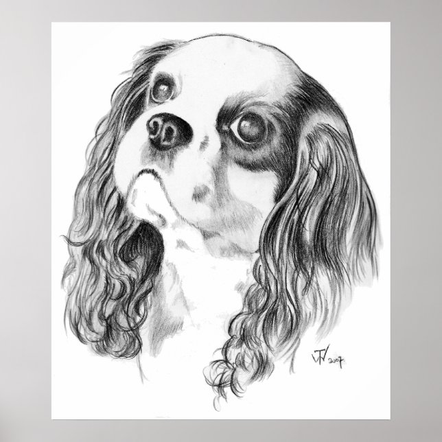 Poster Cavalier King Charles Spaniel (Devant)