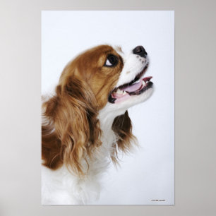Poster Cavalier King Charles Spaniel