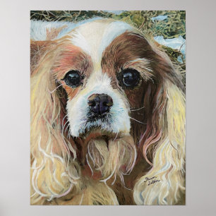 Poster Cavalier King Charles Spaniel