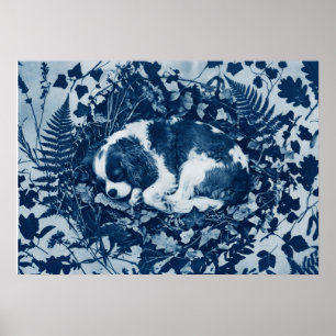 Poster Cavalier King Charles Spaniel Cyanotype Botanique