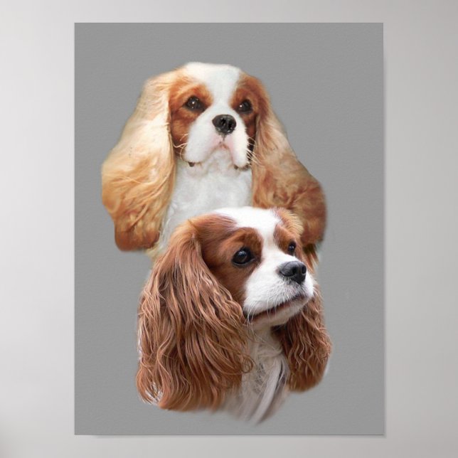 Poster Cavalier King Charles Spaniel Jolies filles Imprim (Devant)