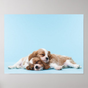 Poster Cavalier King Charles Spaniels Sleeping