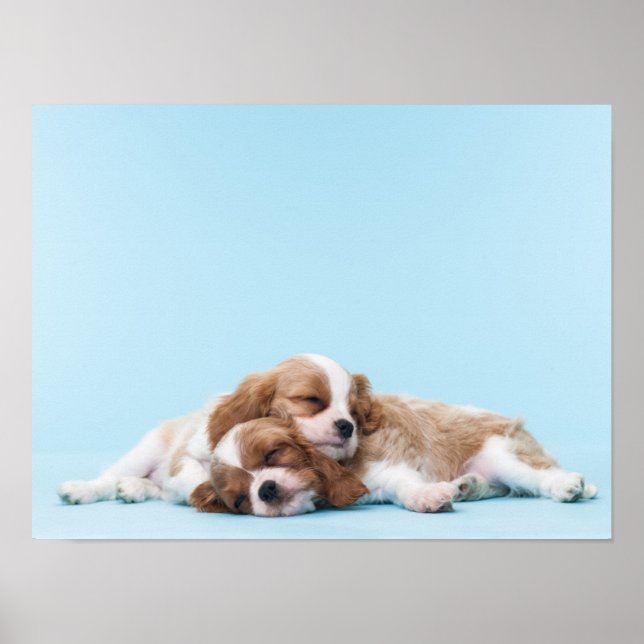 Poster Cavalier Le Roi Charles Les Espagnols Dormir (Devant)