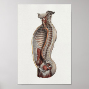 Poster Cavité thoracique Aorta Spine Anatomie Vintage Imp