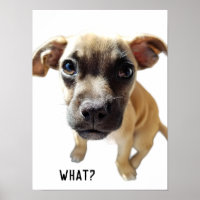 Ce Qui Dit Chihuahua Carlin mignon adorable Chien