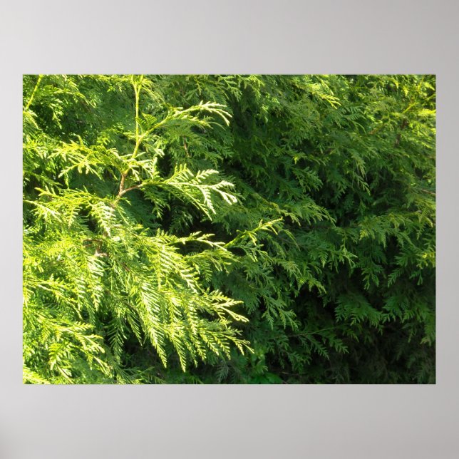 Poster Cèdre (Devant)