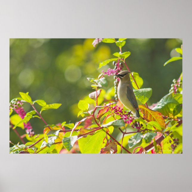 Poster Cèdre Célestes Et Baies De Poke Sur Un Arbre (Devant)