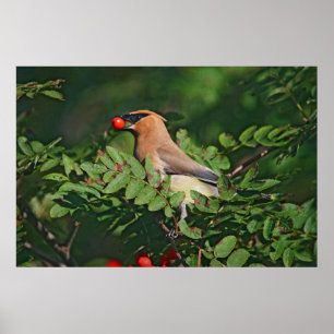 Poster Cèdre cirer Manger Cèdre Cèdre Cèdre Cèdre Berry