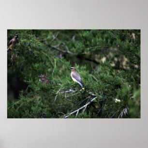 Poster Cèdre Waxwings En Arbre Avec Berries