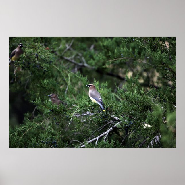 Poster Cèdre Waxwings En Arbre Avec Berries (Devant)