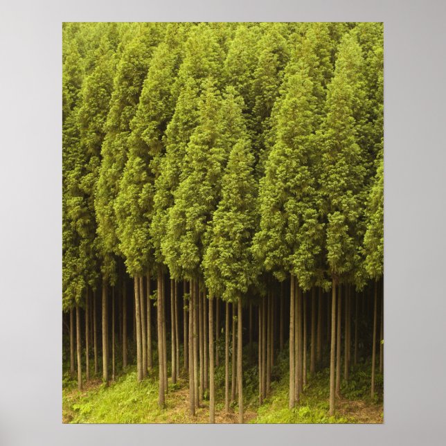 Poster Cèdres Koya Sugi (Devant)